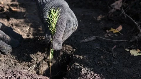 Reforestation after fires and deforestation. Hands are planting a young tree Stock Footage 162798180