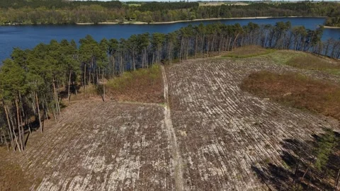 Reforestation Area – Forward Aerial Flight Toward Lakeside Forest Regrowth Stock Footage 333969323