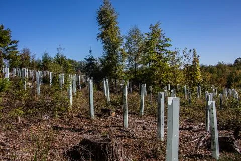 Reforestation in the cleared forest Stock Photos