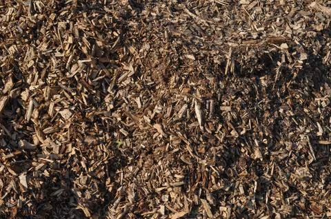 Reforestation for CO2 reduction Foto stock