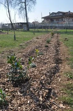 Reforestation for CO2 reduction Stock Photos