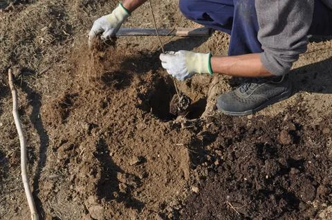 Reforestation for CO2 reduction Stock Photos