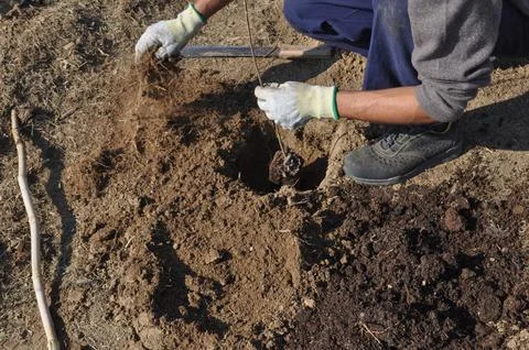 Reforestation for CO2 reduction Foto stock