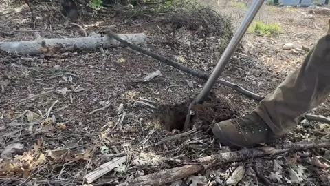Reforestation crew digging hole and planting tree sapling Video stock 333680624