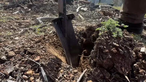 Reforestation crew digging hole and planting tree seedling Video stock 333680657