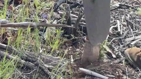 Reforestation crew digging hole and planting tree sapling Stock-Footage 333680658