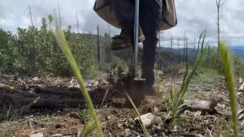 Reforestation crew digging hole for tree sapling Stock Footage 333680661