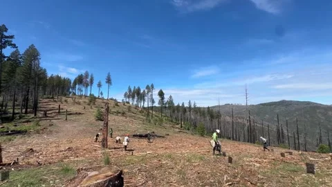 Reforestation crew marking planting spots for new saplings Video stock 333680906
