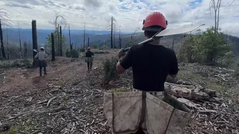 Reforestation crew members walking through forestry carrying shovels Stock Footage 333680585