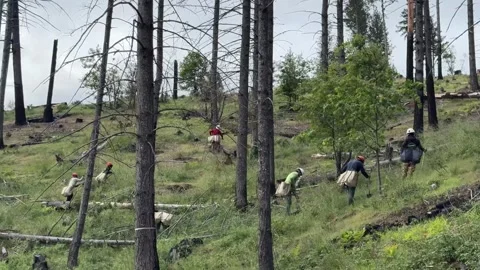Reforestation crew planting tree saplings on forestry hillside Stock Footage 333680623