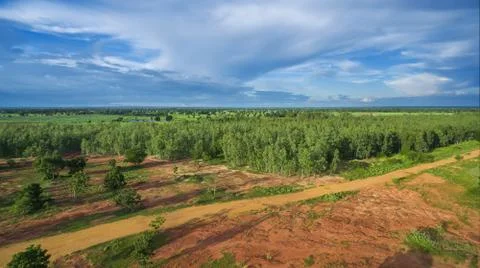 Reforestation of eucalyptus for production Stock Photos