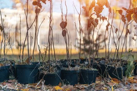 Reforestation or set of young trees trunks in pots for planting in fall Stock Photos