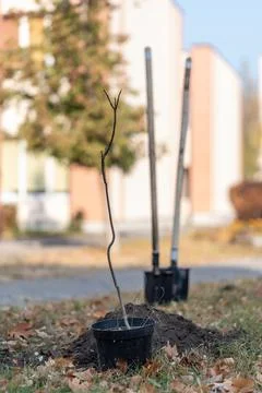 Reforestation or young tree sapling in pot and shovel in ground for planting Stock Photos