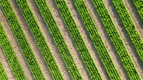 Reforestation of pine tree forest with young saplings and older trees, aerial. Stock Footage 156985828