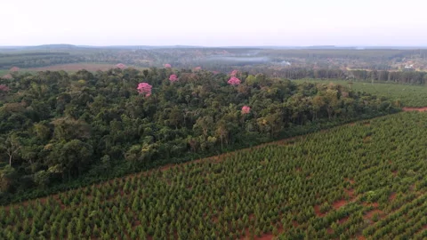 Reforestation project with Lapacho and pine trees in lush landscape, Aerial view Stock Footage 303805028
