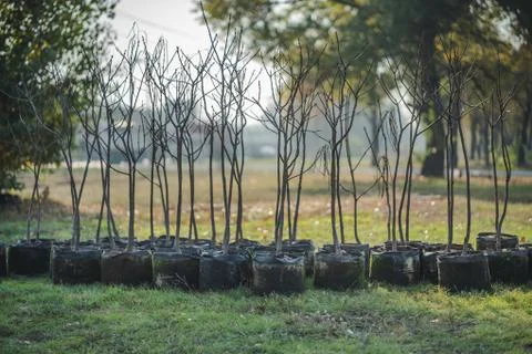 Reforestation set of young trees trunks in pots Stock Photos