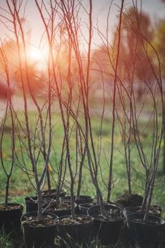 Reforestation set of young trees trunks in pots Stock Photos