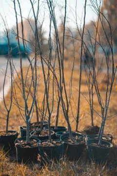Reforestation set of young trees trunks in pots Foto stock