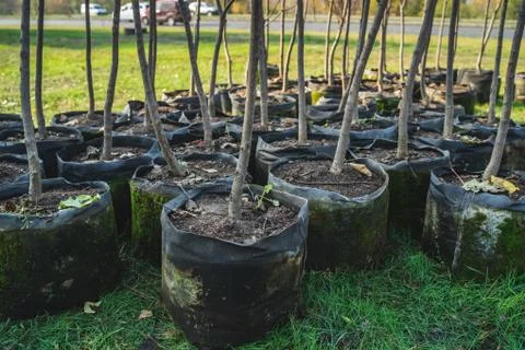 Reforestation set of young trees trunks in pots Stock Photos