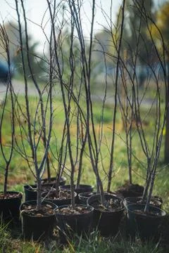 Reforestation set of young trees trunks in pots Foto stock