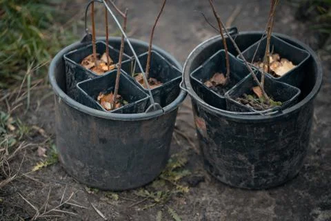 Reforestation set of young trees trunks in pots Stock Photos