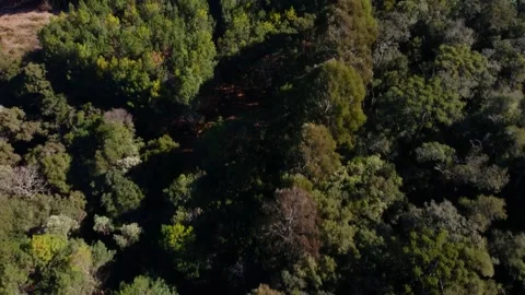 Reforestation top view 動画素材 165985677