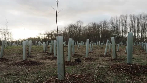 Reforestation tree growing in the fields of Aylestone Meadow, Leicester, UK Video stock 231861597