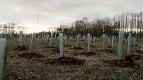 Reforestation tree growing in the fields of Aylestone Meadow, Leicester, UK Stock Footage 231861923