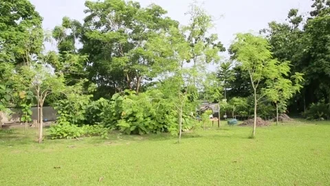 Reforestation work in Adzope, Ivory Coast, Abidjan, CI - 17 May 2022 Stock Footage 204136884