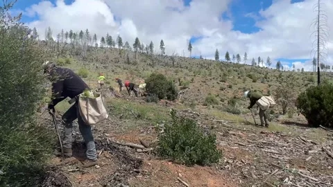 Reforestaton crew planting tree saplings on forestry hillside Video stock 333680708