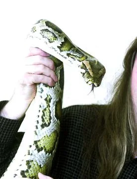 A Reformed Spike The Python With His New Owner Peter Johnson Of Blackley Manches Foto stock