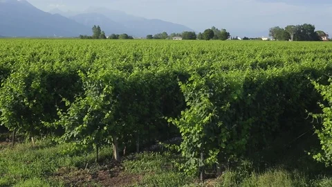 Refosco dal Peduncolo Rosso vineyard Stock Footage 77953873