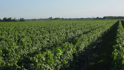 Refosco dal Peduncolo Rosso vineyard Stock Footage 77954541