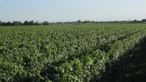 Refosco dal Peduncolo Rosso vineyard Stock Footage 77955034