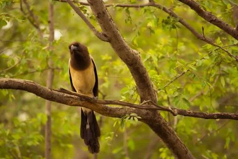 Refous Treepie Stock Photos