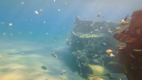 Refracted sun rays passing through water, reaching coral reef filled with small Stock Footage 171297419