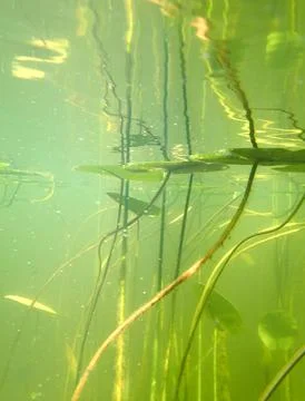 Refracted underwater sunlight illuminates thin vertical plant stems in pond.. Stock Photos