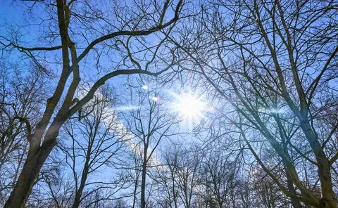 Refracting the sunlight between the branches of the trees 写真素材