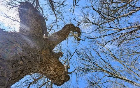 Refracting sunlight between tree trunks and branches Photos