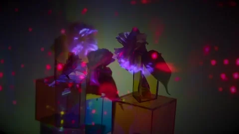 Refraction Flower Rhythms: Light, Glass, and Motion Stock Footage 302411103