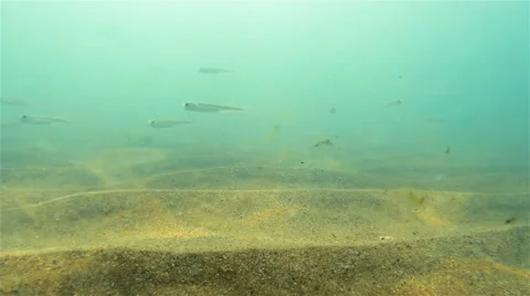 Refraction of Sunlight on Seabed and Fish Stock Footage 40670887