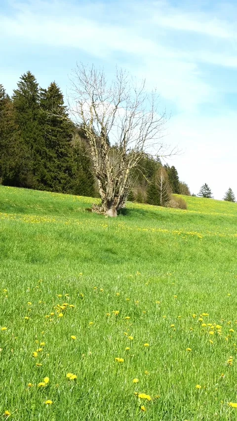Refresh Your Mind with Timelapse Views of a Spring Meadow with Dandelions, Gr Stock Footage 309226517