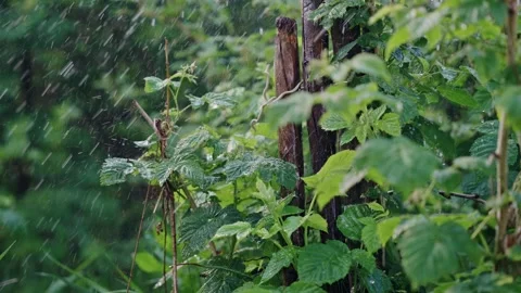 The Refreshing and Rejuvenating Rainfall on Lush and Vibrant Green Foliage Stock Footage 312075767