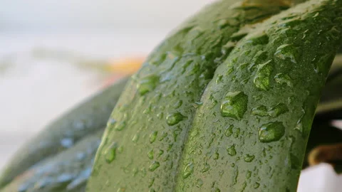 Refreshing and sprays green orchid leaves with water at home Stock Footage 137815216