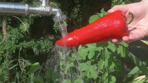Refreshing and Vibrant Red Chili Under a Constant Flow of Water for Cleaning and Stock Footage 281349812