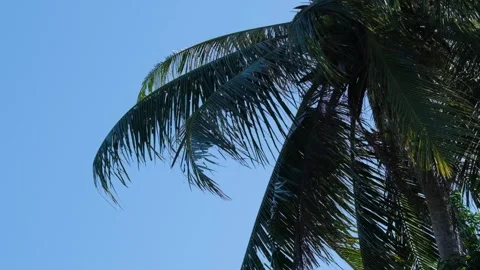 Refreshing Autumn Landscape Coconut Tree with Blue Sky and Branches Stock Footage 244592575