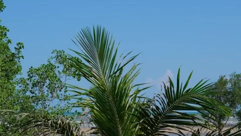 Refreshing Autumn Landscape Coconut Tree with Blue Sky and Branches Stock Footage 244592580