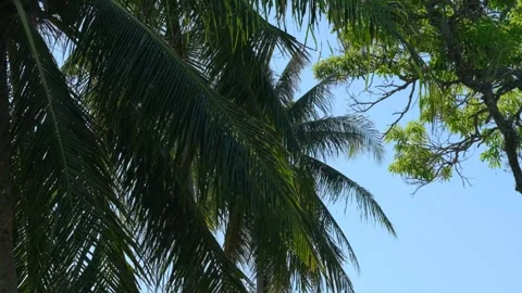Refreshing Autumn Landscape Coconut Tree with Blue Sky and Branches Stock Footage 244592618