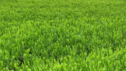 Refreshing Breeze in the Early Summer Tea Fields Stock Footage 327476883