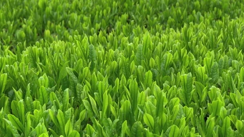 Refreshing Breeze in the Early Summer Tea Fields Video stock 327476923